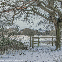 Buy canvas prints of Winter Oak, Hutton Country Park by Jonathan Bird