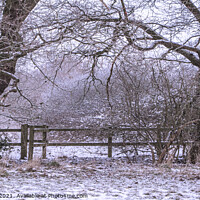 Buy canvas prints of Sentry Oaks, Hutton Country Park by Jonathan Bird