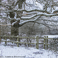 Buy canvas prints of Wintery Oaks, Hutton Country Park by Jonathan Bird