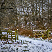 Buy canvas prints of Winter in Hutton Country Park  by Jonathan Bird