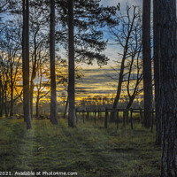 Buy canvas prints of Light through the Pines, Thorndon Country Park by Jonathan Bird