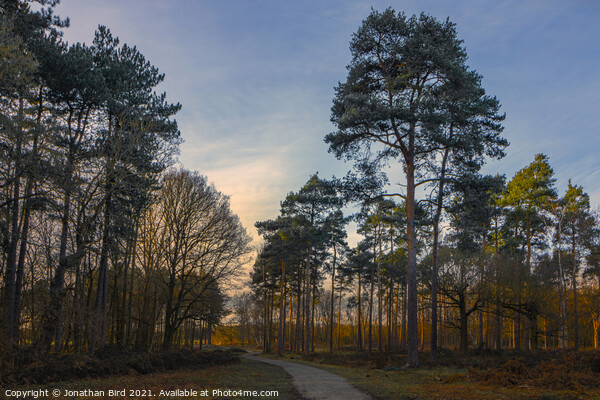Late Sun in the Pines, Thorndon Country Park Picture Board by Jonathan Bird