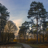 Buy canvas prints of Late Sun in the Pines, Thorndon Country Park by Jonathan Bird