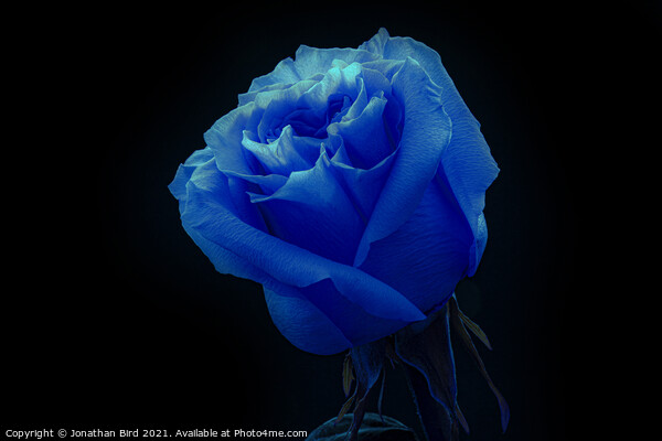 Blue Rose Picture Board by Jonathan Bird