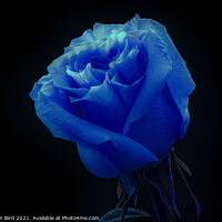Buy canvas prints of Blue Rose by Jonathan Bird