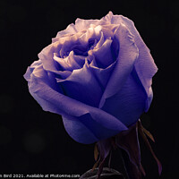 Buy canvas prints of Lavender Rose by Jonathan Bird