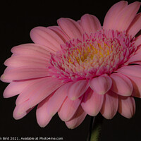 Buy canvas prints of Pink Daisy #1 by Jonathan Bird