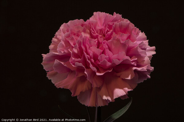 Pink Carnation Picture Board by Jonathan Bird