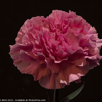 Buy canvas prints of Pink Carnation by Jonathan Bird