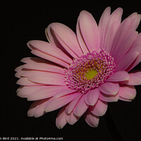 Buy canvas prints of Pink Daisy #2 by Jonathan Bird