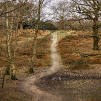 Buy canvas prints of The Deviation, Weald Country Park by Jonathan Bird