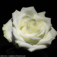 Buy canvas prints of White Rose #1 by Jonathan Bird