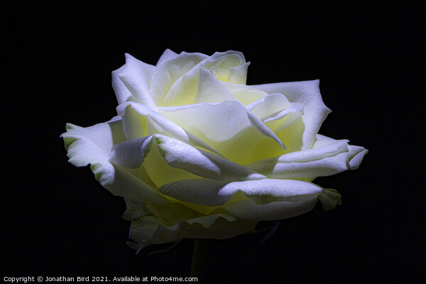 White Rose #2 Picture Board by Jonathan Bird