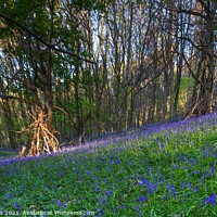 Buy canvas prints of Bluebells by paul reynolds