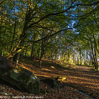 Buy canvas prints of Autumn at Margam woods by paul reynolds