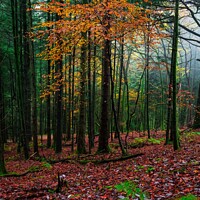 Buy canvas prints of Autumn @ Craig Y Aber forest  by paul reynolds