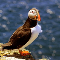 Buy canvas prints of Puffin  by paul reynolds