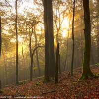 Buy canvas prints of Autumn Forest sunburst by paul reynolds