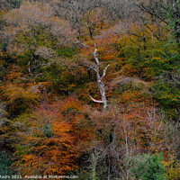 Buy canvas prints of Buck's Mills Autumn Colour by James Moore