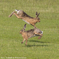 Buy canvas prints of Norfolk hares jumping  by Lesley Pegrum
