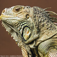 Buy canvas prints of Close-up of desert Iguana with keeled antillies by Lesley Pegrum