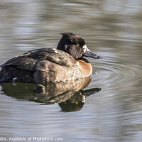 Buy canvas prints of Female Tufted Duck by Lesley Pegrum