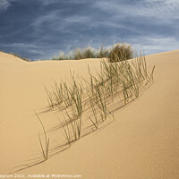Buy canvas prints of Sand Dune Grass by Lesley Pegrum