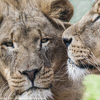 Buy canvas prints of 2 Lions by Lesley Pegrum