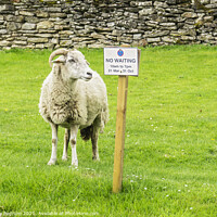 Buy canvas prints of Sheep No Waiting Sign by Lesley Pegrum
