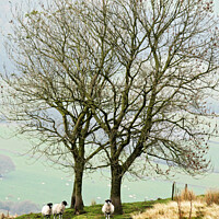 Buy canvas prints of 3 Sheep Under a Tree by Lesley Pegrum