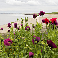 Buy canvas prints of Poppies on the Beach by Lesley Pegrum