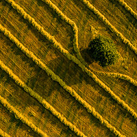 Buy canvas prints of Aerial view of a field with a single tree and freshly cut grass prepared for hay production. by Andrea Obzerova