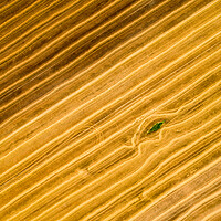 Buy canvas prints of Aerial view of a freshly harvested wheat field.  by Andrea Obzerova