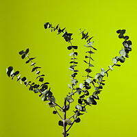 Buy canvas prints of Eucalyptus studio shot. by Andrea Obzerova