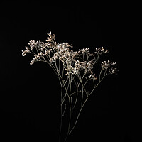 Buy canvas prints of Dried delicate white flowers on black. by Andrea Obzerova
