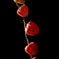 Buy canvas prints of Studio shot of dry physalis flower. by Andrea Obzerova