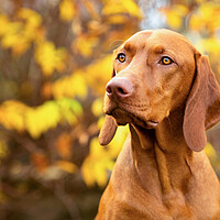 Buy canvas prints of Vizsla dog side view close up portrait in fall garden. by Andrea Obzerova