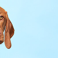 Buy canvas prints of Cute hungarian vizsla dog studio portrait. by Andrea Obzerova