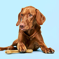 Buy canvas prints of Vizsla holding a chew toy bone with his paw. by Andrea Obzerova