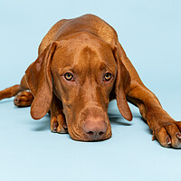 Buy canvas prints of Hungarian vizsla dog full body studio portrait. by Andrea Obzerova