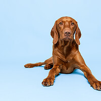 Buy canvas prints of Beautiful hungarian vizsla dog full body studio portrait. by Andrea Obzerova
