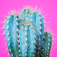 Buy canvas prints of Fashion exotic pop minimal background with cactus plant. by Andrea Obzerova