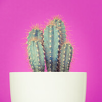 Buy canvas prints of Neon art cactus image. by Andrea Obzerova