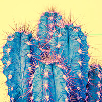 Buy canvas prints of Exotic pop minimal background with cactus plant. by Andrea Obzerova