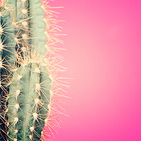 Buy canvas prints of Pop art cactus image. by Andrea Obzerova