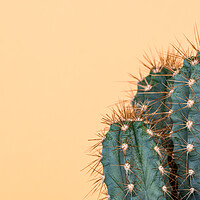 Buy canvas prints of Pop art cactus image. by Andrea Obzerova