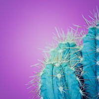 Buy canvas prints of Trendy neon purple and blue coloured minimal cactus background. by Andrea Obzerova