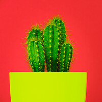 Buy canvas prints of Fashion style cactus poster art. by Andrea Obzerova