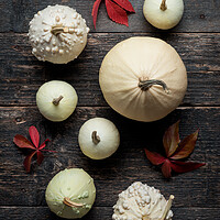 Buy canvas prints of Various decorative white pumpkins on dark wooden background. by Andrea Obzerova