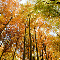 Buy canvas prints of Autumn forest background. Multicolored treetops.  by Andrea Obzerova